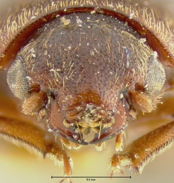Media type: image;   Entomology 24483 Aspect: head frontal view